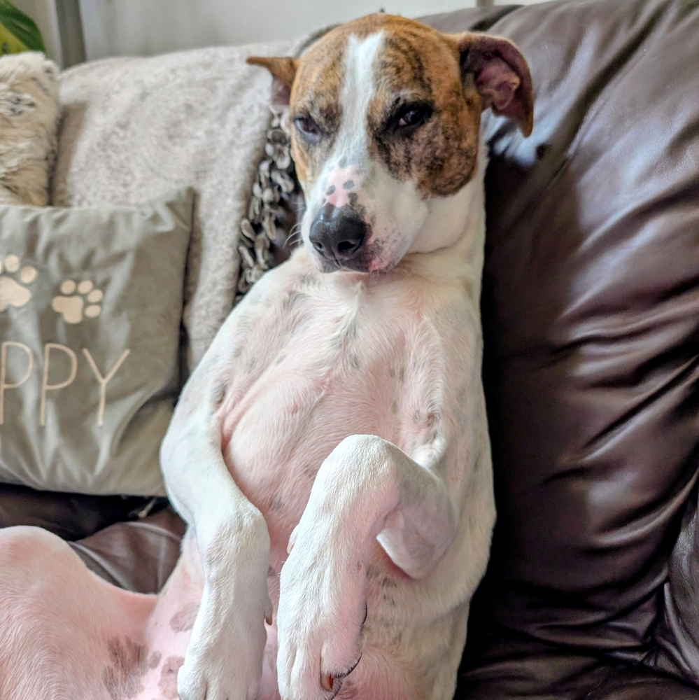 Aussie Hound Pitbull Shenanigans*